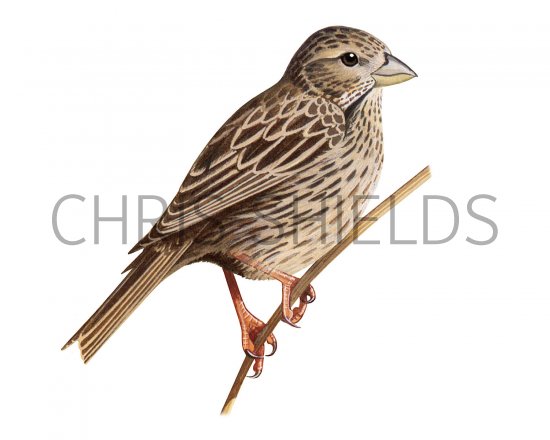 Illustration of Cornbunting (Emberiza calandra) (#3712)