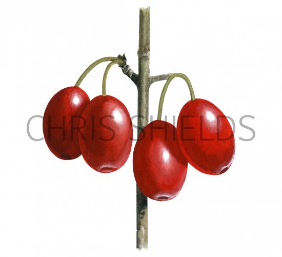 Illustration of Cornelian Cherry (Corus mas) (#2747)
