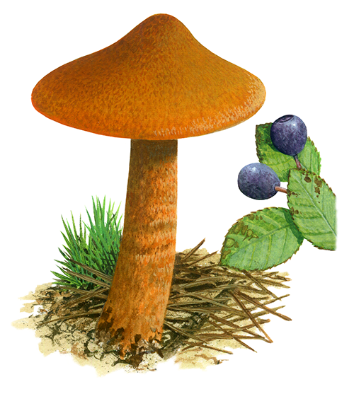 Illustration of Cortinarius rubelus (Deadly Webcap) (#4465)