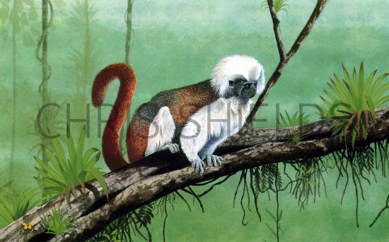 Illustration of Cottontop Tamarin (Saguinus oedipus) (#1096)