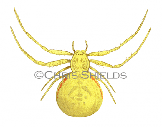 Illustration of Crab Spider female (Misumena vatia) (#3309)