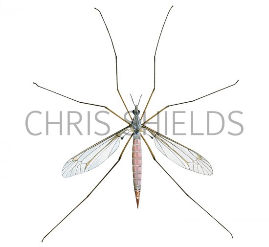 Illustration of Crane fly (Tipula paludosa) (#2665)
