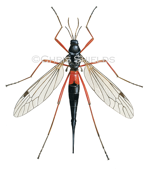 Illustration of Cranefly female (Tanyptera atrata) (#4528)