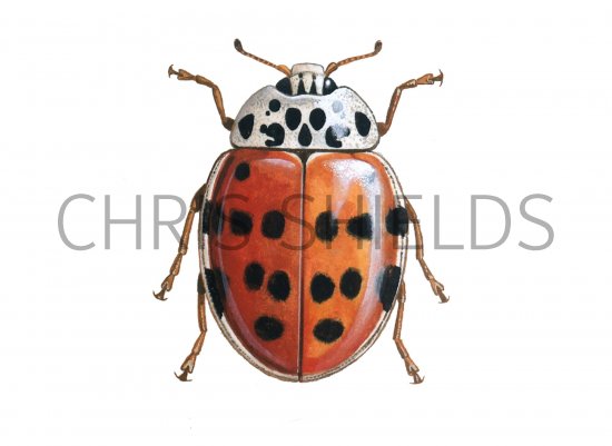 Illustration of Cream-streaked Ladybird (16-spot form) Harmonia 16-punctata (#0492)