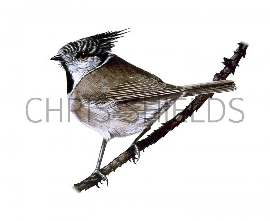 Illustration of Crested Tit, (Lophophanes cristatus) (#3648)