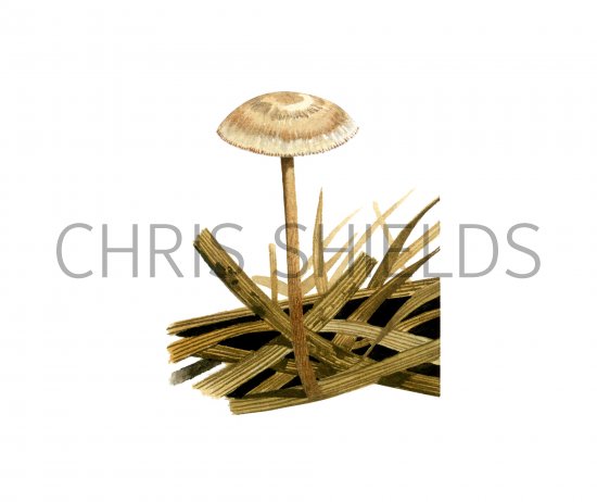 Illustration of Crinipellis scabella (Hairy Parachute) (#4047)