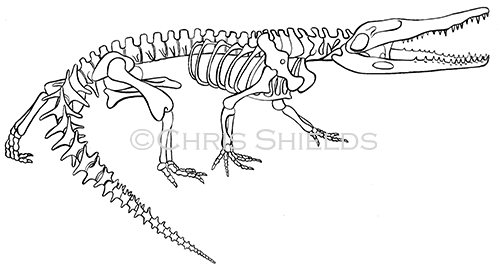 Illustration of Crocodile (Crocodylus niloticus) (#0385)