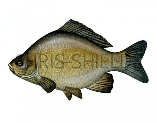 Illustration of Crucian Carp (Carassius carassius) (#2707)