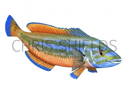 Illustration of Wrasse (Cuckoo) Labrus mixtus (#1422)
