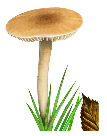Illustration of Cuphophyllus (Hygrocybe) pratensis var pratensis (Meadow Waxcap) (#4470)