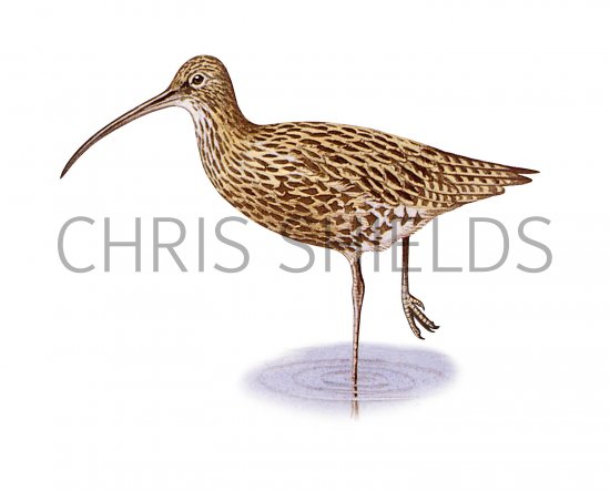 Illustration of Curlew (Numenius arquata) (#3711)