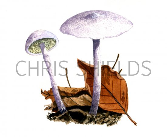 Illustration of Cystolepiota bucknallii (Lilac Dapperling) (#1689)