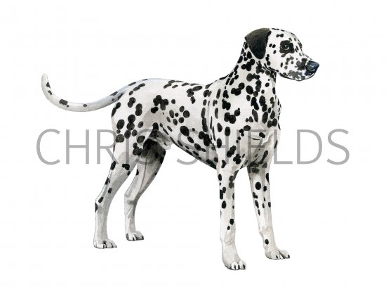 Illustration of Dalmatian Dog (Canis lupus familiaris) (#3748)