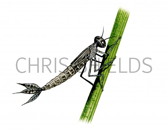 Illustration of Damselfly Nymph (Azure) Coenagrion puella (#1280)