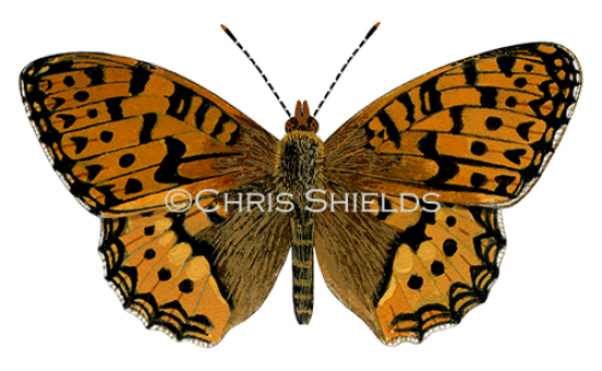 Illustration of Dark Green Fritillary ( Argynnis aglaja) (#3388)