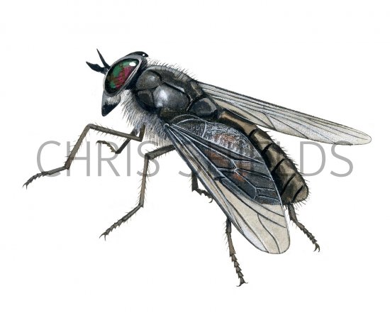 Illustration of Dark Horsefly (Hybomitra bimcaulata) (#2408)