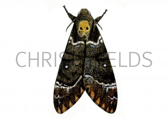 Illustration of Deaths head Hawkmoth (Acherontia atropos) (#0871)