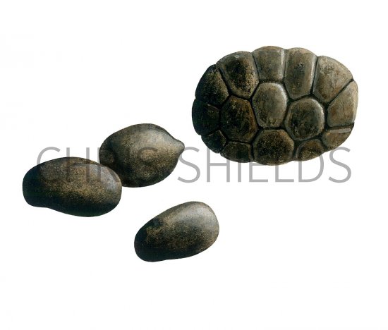 Illustration of Deer Droppings (Muntjac) (#2773)