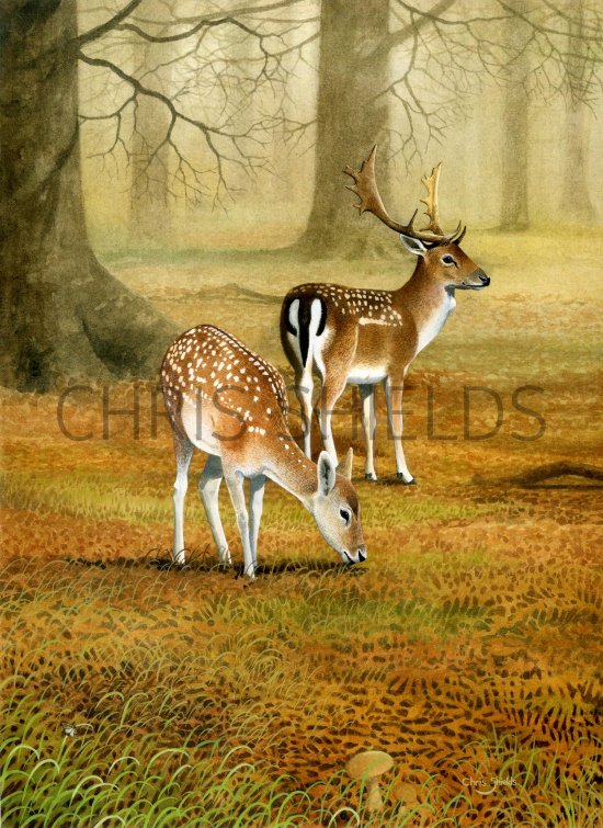 Illustration of Deer (Fallow) Dama dama (#1989)