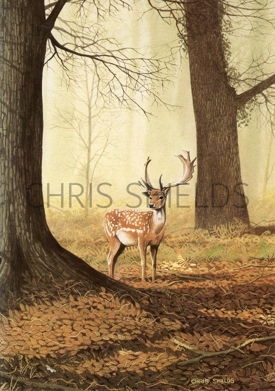 Illustration of Deer (Fallow) Dama dama (#3673)
