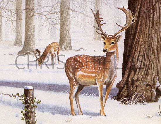 Illustration of Deer (Fallow) Dama dame (#3715)