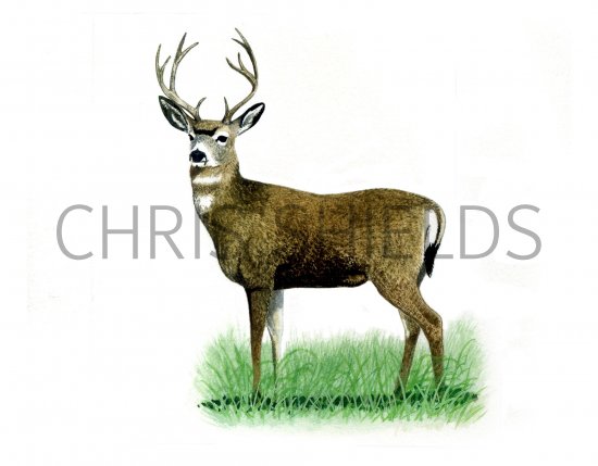 Illustration of Deer (Mule) Odocileus bemionus (#0800)