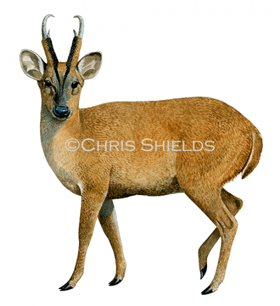 Illustration of Deer (Muntjac) Muntiacus reevesi (#2051)