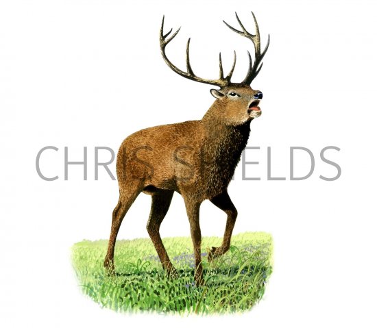 Illustration of Deer (Red) Stag (Cervus elaphus) (#2053)