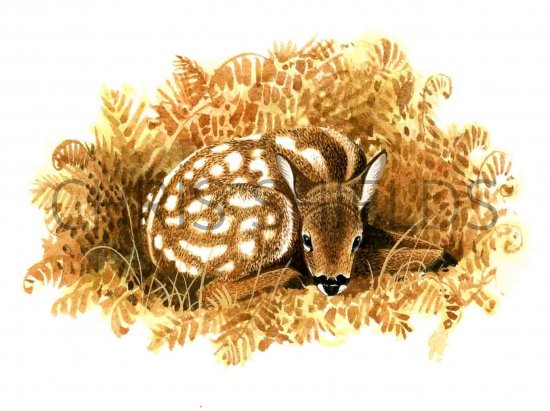 Illustration of Deer (Roe) Fawn (Capreolus capreolus) (#0243)