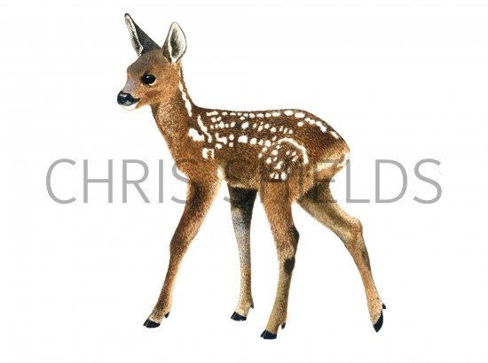 Illustration of Deer (Roe) Fawn (Capreolus capreolus) (#0665)