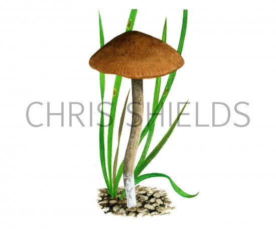 Illustration of Dermoloma josserandii var. josserandii (#4056)