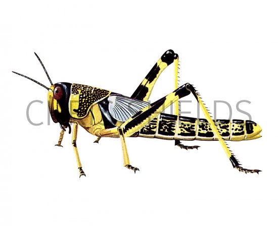 Illustration of Desert Locust (Schistocerca gregaria) (#3390)