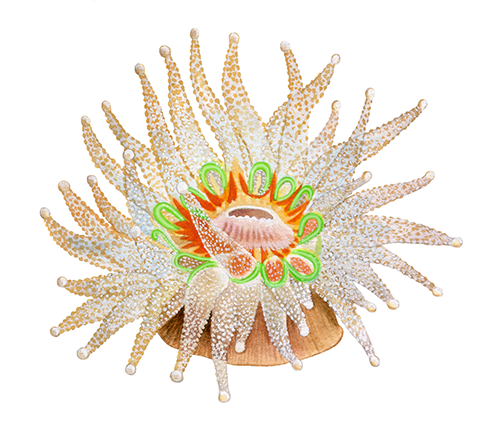 Illustration of Devonshire Cup Coral (Caryophyllia smithii) (#4599)