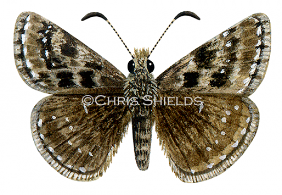 Illustration of Dingy Skipper (Erynnis tages) (#1390)