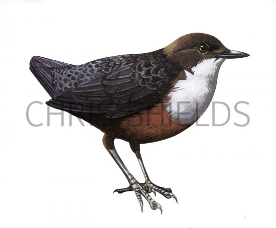 Illustration of Dipper (Cinclus cinclus) (#3706)