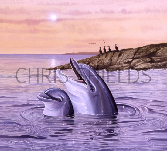 Illustration of Dolphin (Bottle Nosed) Tursiops truncatus (#0879)