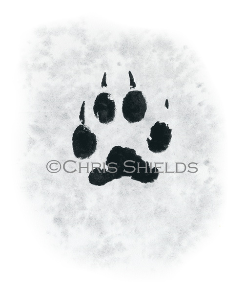 Illustration of Domestic Dog footprint (Canis lupus familiaris) (#4547)
