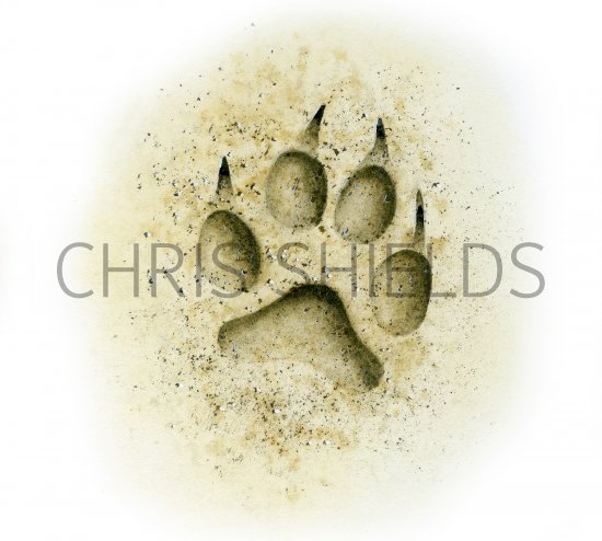 Illustration of Domestic Dog footprint (Canis lupus familiaris) (#4177)