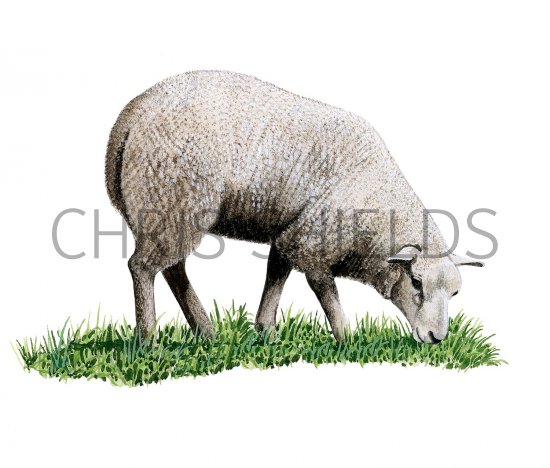 Illustration of Domestic sheep (Ovis aries) (#3196)