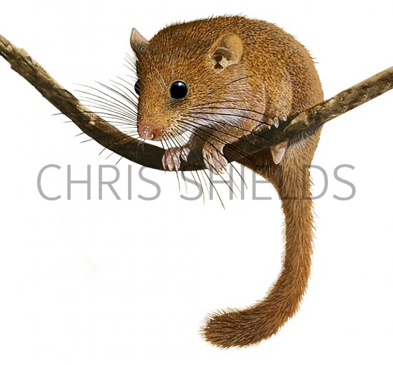 Illustration of Dormouse (Muscardinus avellanarius) (#1304)