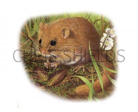 Illustration of Dormouse (Muscardinus avellanarius) (#4085)