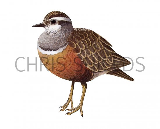 Illustration of Dotterel (Charadrius morinellus) (#3724)