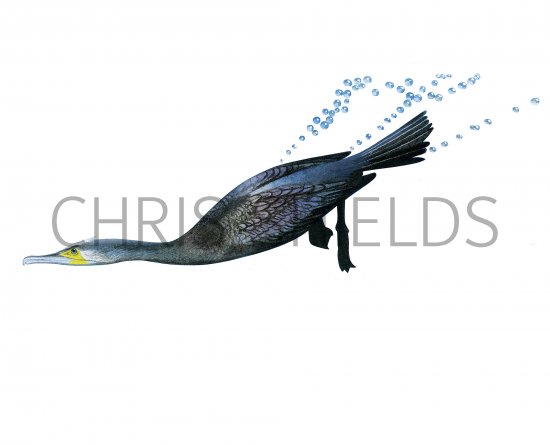Illustration of Double-crested Cormorant (Phalacrocorax auritus) (#3786)