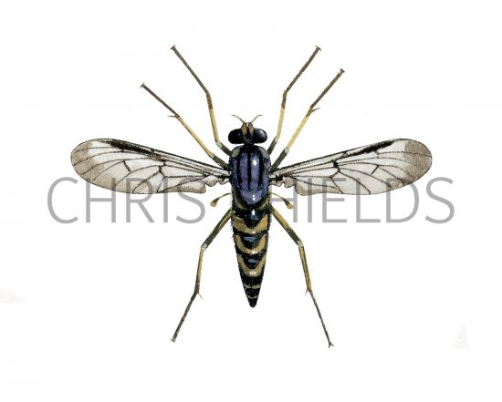 Illustration of Downlooker Snipefly (Rhagio scolopaceus) (#2530)
