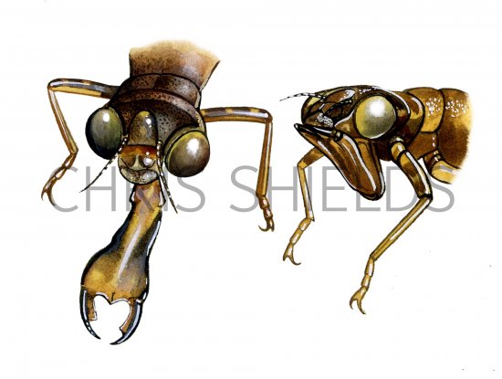 Illustration of Dragonfly Nymph (mouthparts) (#1282)