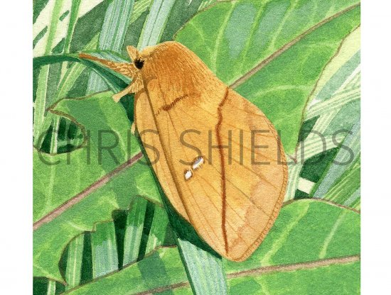Illustration of Drinker Moth (Euthrix potatoria) (#2502)