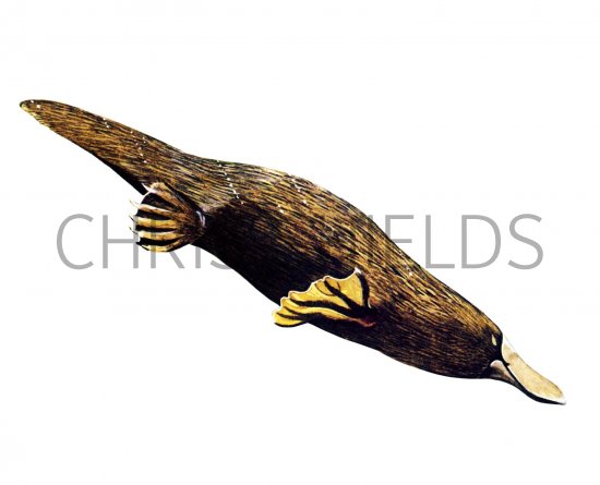 Illustration of Duck-Billed Platypus (Ornithorhynchus anatinus) (#1694)