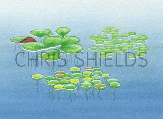 Illustration of Duckweeds - Great Duckweed (Spirodela poyrhiza) Common Dickweed (Lemma minor) Fat Duckweed (L. gibba) (#4355)