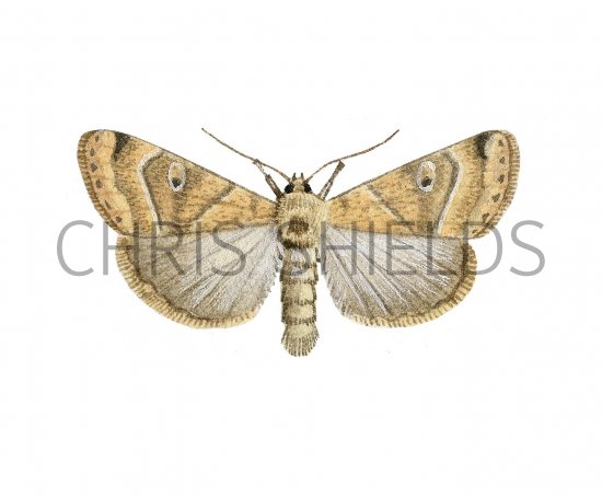 Illustration of Dun Bar (Cosmia trapezina) (#2491)