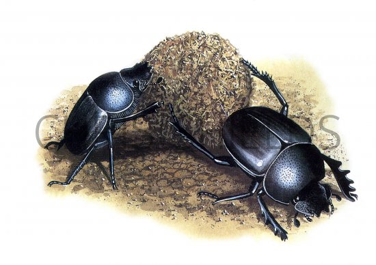 Illustration of Dung Beetle (Scarabaeinae sp.) (#0939)